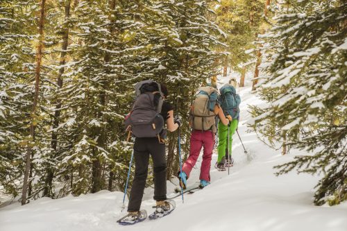 group of people wearing packs, snowshoeing and ski touring a snowy trail through pine trees
